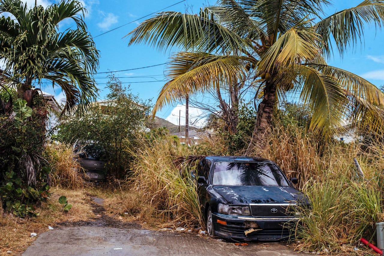Abandoned cars surrounded by dense tropical vegetation under a bright blue sky.